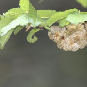 Photographie n°13291 du taxon Ulmus suberosa Moench [1785]