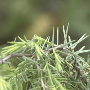 Photographie n°13303 du taxon Juniperus oxycedrus L. [1753]