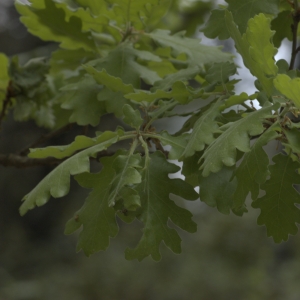 Photographie n°13304 du taxon Quercus pubescens Willd. [1805]