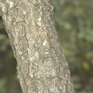 Photographie n°13305 du taxon Quercus pubescens Willd. [1805]