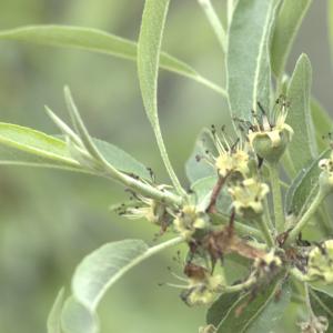 Photographie n°13323 du taxon Pyrus amygdaliformis Vill. [1807]