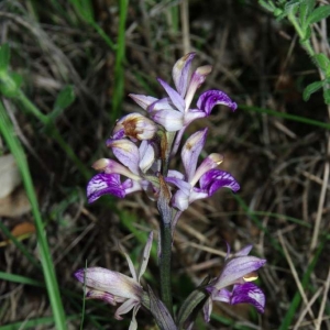 Photographie n°13356 du taxon Limodorum abortivum (L.) Sw. [1799]