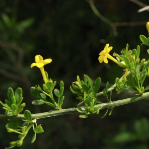 Photographie n°13358 du taxon Jasminum fruticans L. [1753]