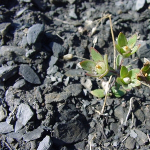 Photographie n°13381 du taxon Androsace maxima L. [1753]