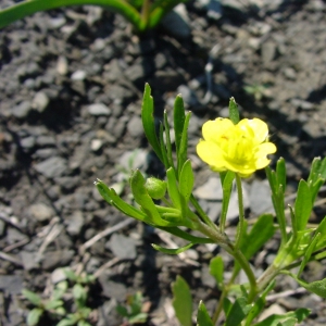 Ranunculus testiculatus Crantz (Cératocéphale en faux)