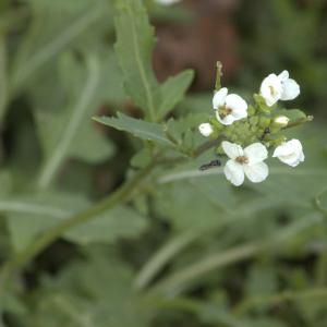 Photographie n°13470 du taxon Diplotaxis erucoides (L.) DC.