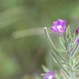 Photographie n°13476 du taxon Epilobium hirsutum L.