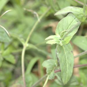 Photographie n°13481 du taxon Epilobium hirsutum L.