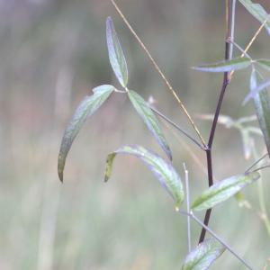 Photographie n°13494 du taxon Bituminaria bituminosa (L.) C.H.Stirt.