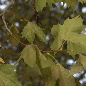 Photographie n°13496 du taxon Platanus occidentalis sensu H.J.Coste