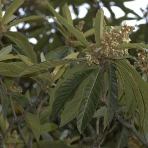 Photographie n°13504 du taxon Eriobotrya japonica (Thunb.) Lindl. [1821]