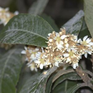 Photographie n°13507 du taxon Eriobotrya japonica (Thunb.) Lindl. [1821]