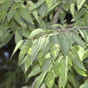 Photographie n°13512 du taxon Celtis australis L. [1753]