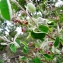   - Amelanchier ovalis Medik. [1793]