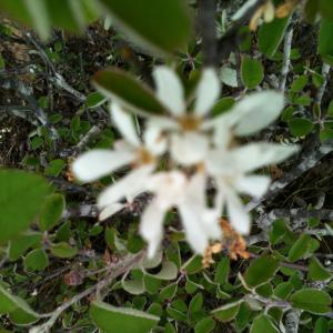 Photographie n°13642 du taxon Amelanchier ovalis Medik. [1793]