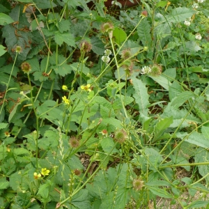 Photographie n°13652 du taxon Geum urbanum L. [1753]