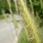  Christophe Girod - Hordeum bulbosum L. [1756]