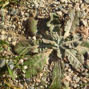 Taraxacum pyrrhopappum Boiss. & Reut. (Pissenlit tardif)