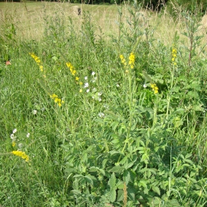 Photographie n°13730 du taxon Agrimonia eupatoria L. [1753]