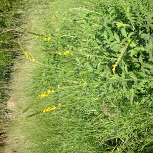 Photographie n°13736 du taxon Agrimonia eupatoria L. [1753]