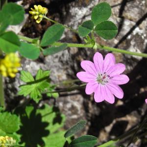 Photographie n°13739 du taxon Geranium pyrenaicum Burm.f.