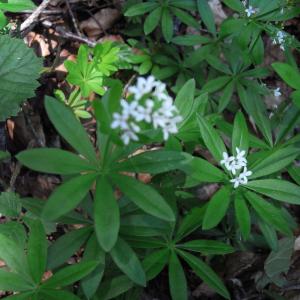 Photographie n°13741 du taxon Asperula odorata L.