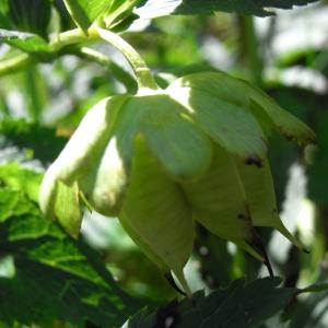 Photographie n°13742 du taxon Helleborus viridis L. [1753]