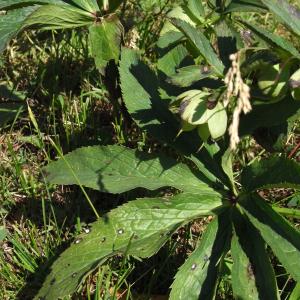 Photographie n°13752 du taxon Helleborus viridis L. [1753]