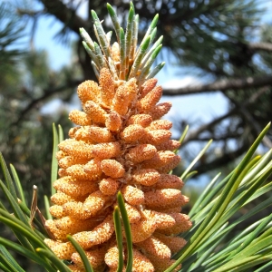 Photographie n°13753 du taxon Pinus uncinata Ramond ex DC. [1805]