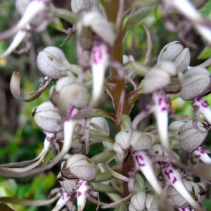 Photographie n°13754 du taxon Himantoglossum hircinum subsp. hircinum