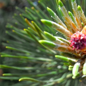 Photographie n°13756 du taxon Pinus uncinata Ramond ex DC. [1805]