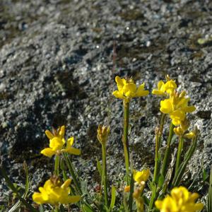 Photographie n°13760 du taxon Genista sagittalis L.