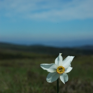 Photographie n°13764 du taxon Narcissus poeticus subsp. poeticus