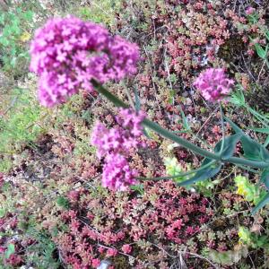 Photographie n°13770 du taxon Centranthus ruber (L.) DC.