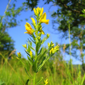 Photographie n°13780 du taxon Genista tinctoria L. [1753]