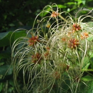 Photographie n°13782 du taxon Clematis vitalba L. [1753]