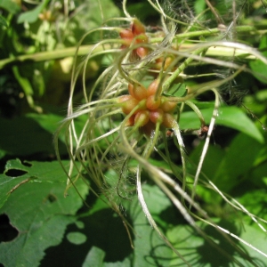 Photographie n°13783 du taxon Clematis vitalba L. [1753]