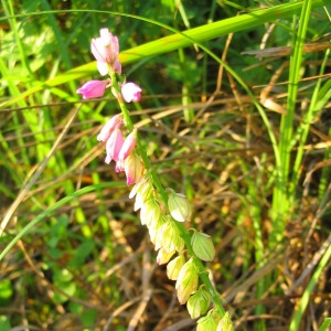  - Polygala comosa Schkuhr [1796]