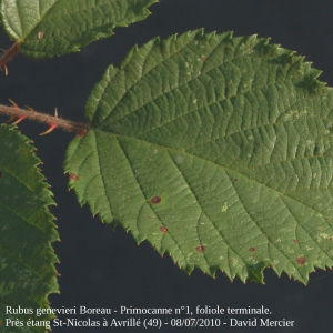Photographie n°13875 du taxon Rubus bracteatus Boreau [1848]