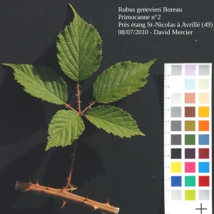 Photographie n°13876 du taxon Rubus bracteatus Boreau [1848]