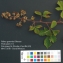  David Mercier - Rubus bracteatus Boreau [1848]