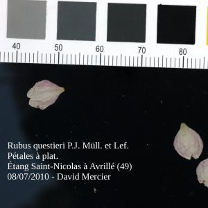 Photographie n°13902 du taxon Rubus questieri P.J.Müll. & Lefèvre [1859]