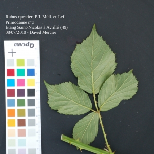 Photographie n°13903 du taxon Rubus questieri P.J.Müll. & Lefèvre [1859]