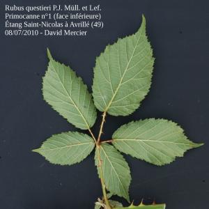 Photographie n°13905 du taxon Rubus questieri P.J.Müll. & Lefèvre [1859]