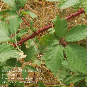 Photographie n°13909 du taxon Rubus questieri P.J.Müll. & Lefèvre [1859]