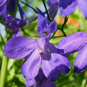 Delphinium consolida L. subsp. consolida (Dauphinelle consoude)