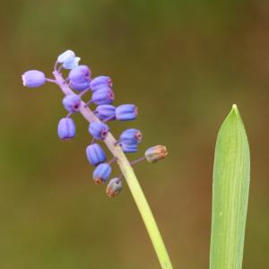  - Muscari botryoides (L.) Mill. [1768]
