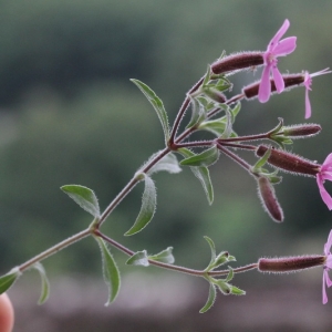 Photographie n°13955 du taxon Saponaria ocymoides L.