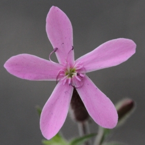 Saponaria ocymoides L. (Saponaire de Montpellier)