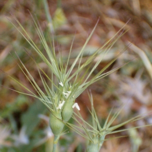 Photographie n°13961 du taxon Aegilops ovata L. [1753]